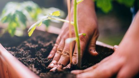 Pandemia e isolamento aumentam procura por cultivo de plantas em casa