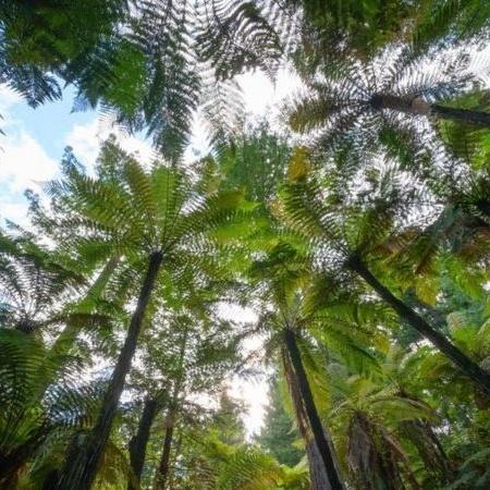 Uma nova pesquisa mostra que paisagens sonoras de florestas, rios e campos contribuem para nosso bem-estar, mesmo quando são puramente digitais - Alamy