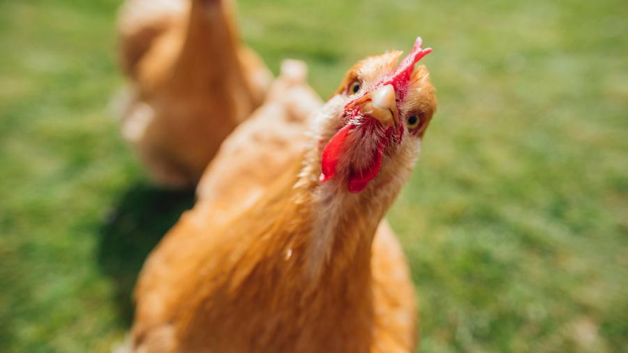 Homem foi atacado por galinha raivosa pouco antes de morrer - iStock