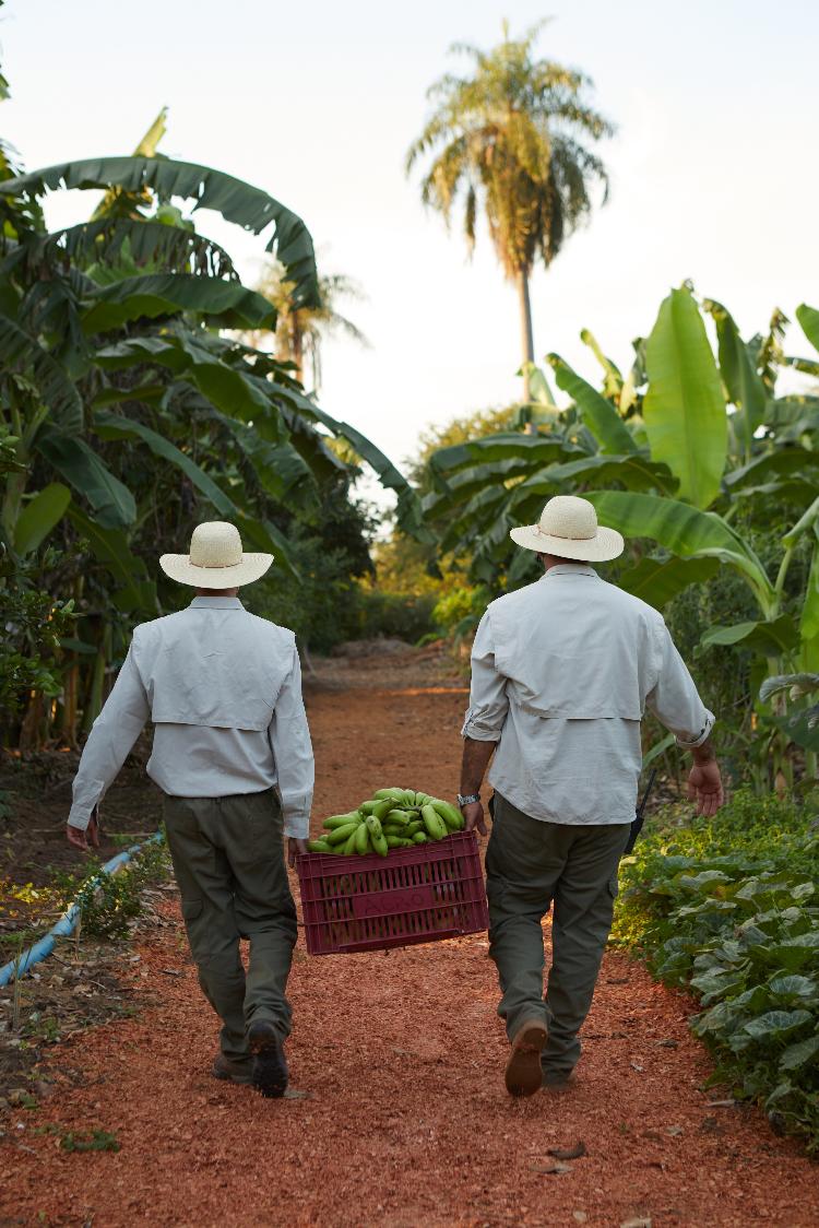 A experiência de colheita na agrofloresta - Layla Motta - Layla Motta