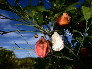 Seca na Sicília causa racionamento de água e perdas na agricultura
