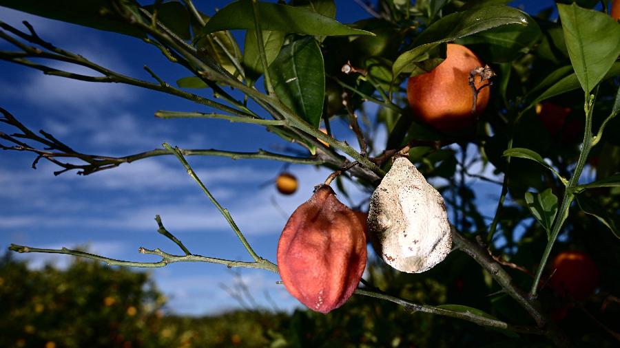Pequenas laranjas e frutos secos em Lentini, Sicília, muito menores do que o normal devido à seca