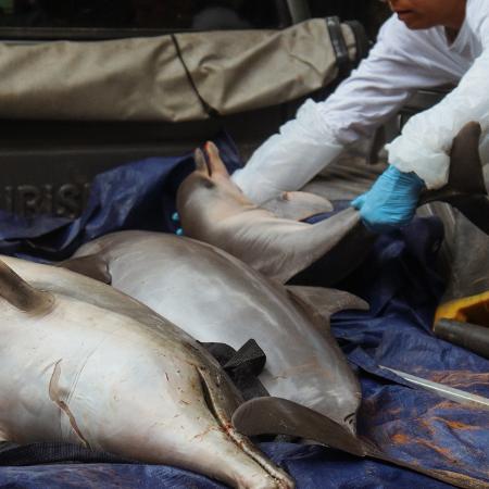 Corpos de botos e tucuxis resgatados no Lago Coari, no Amazonas, pela organização Sea Shepherd Brasil.