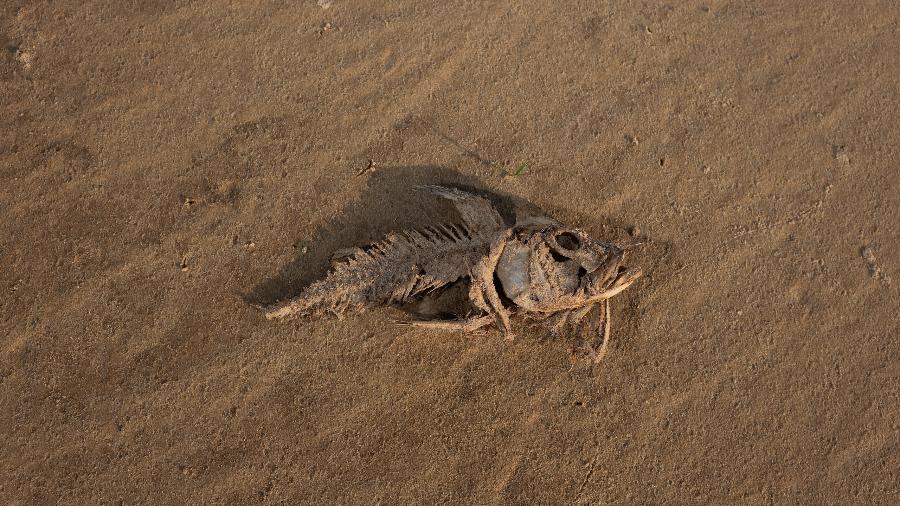 Carcaça de peixe no leito seco do Lago Tefé durante a estiagem de 2024 Carcaça de peixe no leito seco do Lago Tefé durante a estiagem de 2024