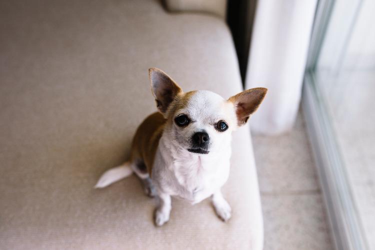 Chihuahua Chihuahua