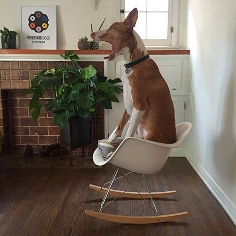 Cadeira de balanço não tem idade. E para esse cãozinho, nem tamanho! Pra completar o glamour do momento de descanso embalado pelo "nhéc-nhéc", a peça é um modelo Eiffel, desenhado por Charles e Ray Eames - Instagram/@modernica