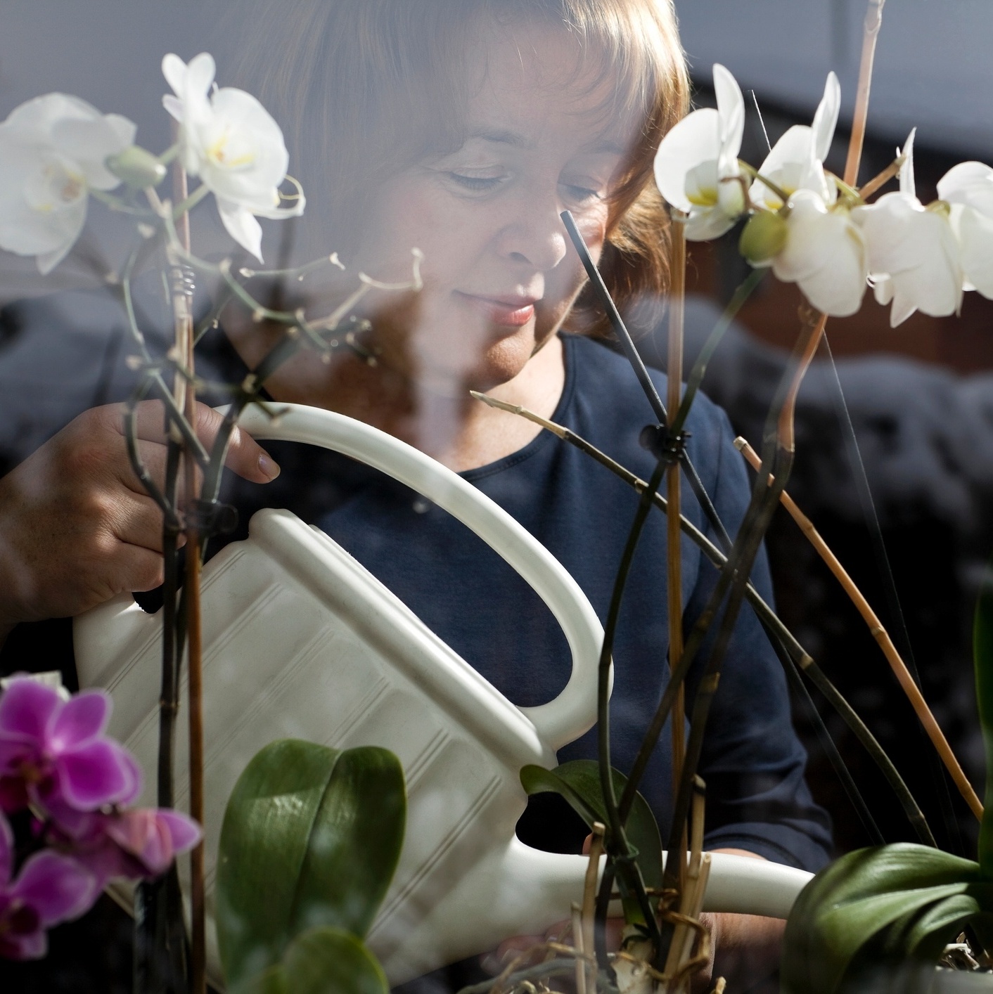 Descubra o jeito certo de regar suas orquídeas (e nunca mais matá-las!) -  03/08/2020 - UOL Nossa