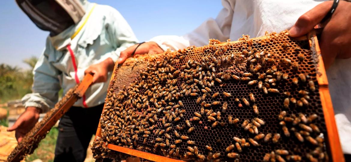 Especialistas acreditam que realocar colmeias de abelhas de áreas afetadas pela seca no Iraque para regiões mais frescas e mais verdes no norte da região do Curdistão ajuda a promover seu florescimento - Ahmad AL-RUBAYE