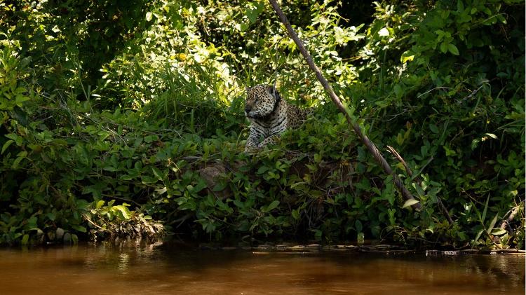Uma onça-pintada avistada nas margens do Rio São Lourenço Uma onça-pintada avistada nas margens do Rio São Lourenço
