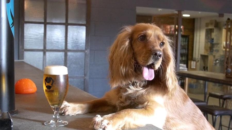 Cachorro novo agora dá direito a licença para o dono em cervejaria escocesa - Reprodução/Vimeo
