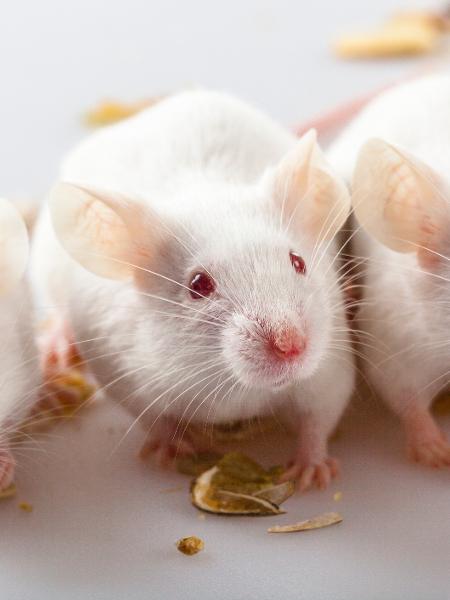 Pela 1ª vez, cientistas fotografam um dos roedores mais raros do