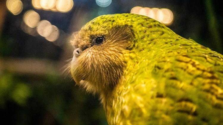 Longe dos ninhos, os kakapo dependem de uma coloração enigmática para escondê-los dos predadores