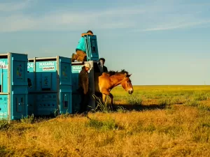 Cavalos selvagens ameaçados retornam às estepes do Cazaquistão