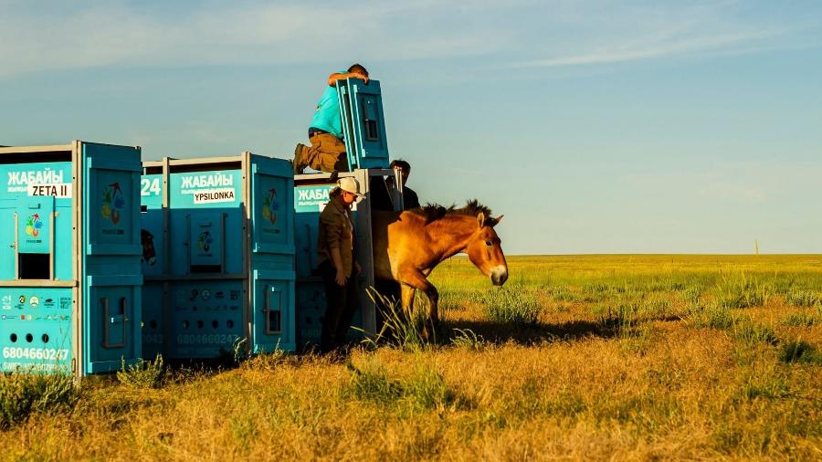 Cavalo Przewalski é libertado de contêiner após longa viagem de Praga ao Cazaquistão