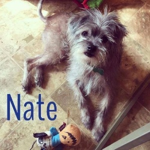 Nate, cachorrinho adotado por George Clooney - Reprodução/Facebook/LuvFurMutts - Reprodução/Facebook/LuvFurMutts