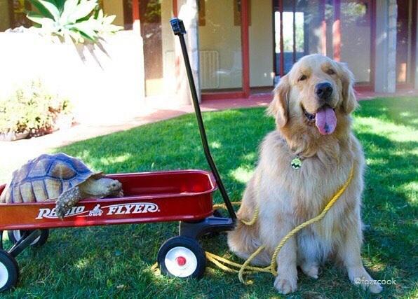 Larry e Cricket - Reprodução/Instagram