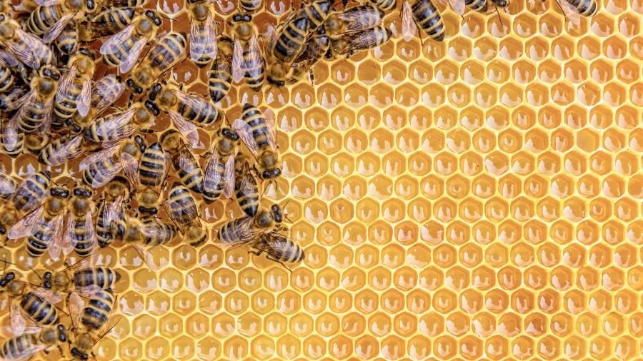 Pequenas e aparentemente inofensivas, as abelhas estão no top 3 da lista de animais peçonhentos que mais matam no Brasil - Getty Images