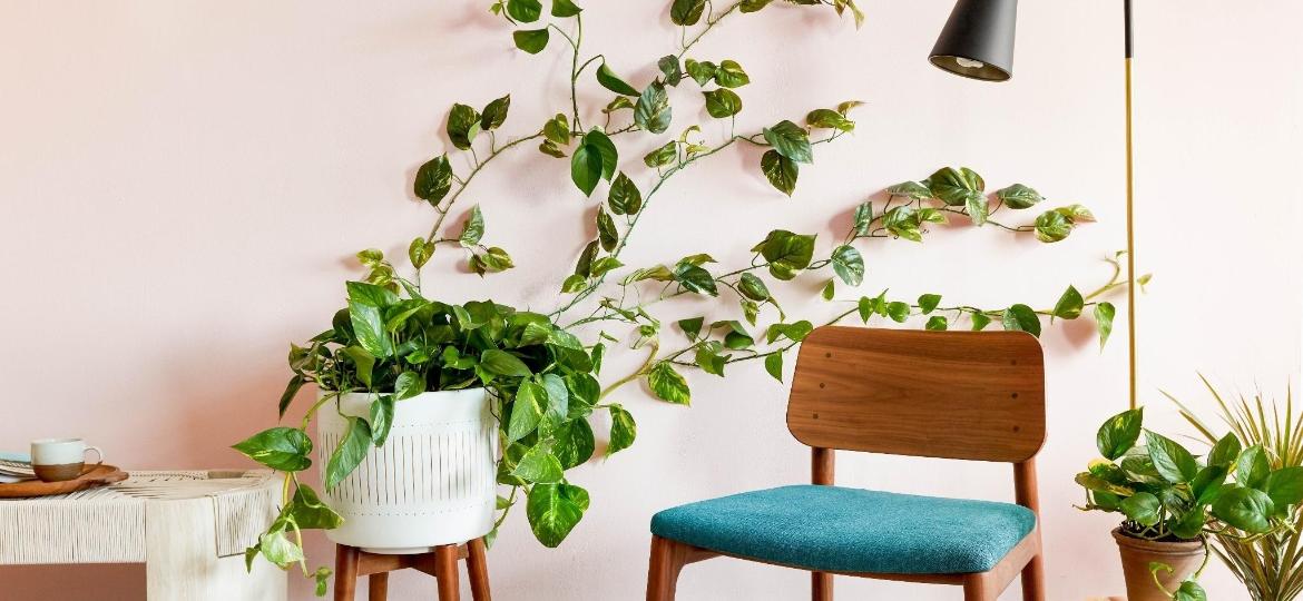 Conheça mais sobre a planta que tem tudo para roubar o espaço da samambaia: cuidados, dicas de decoração e inspirações - Reprodução/Pinterest