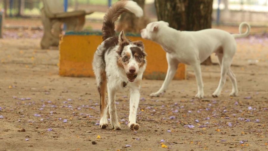 A visitação ao Centro Municipal de Adoção de Cães e Gatos da prefeitura de São Paulo estava suspensa desde 2020 em razão da pandemia - Rovena Rosa/Agência Brasil
