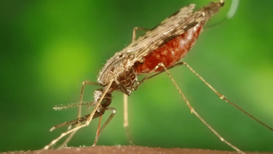 Os mosquitos Anopheles são os transmissores do protozoário causador da malária - Getty Images via BBC News Brasil