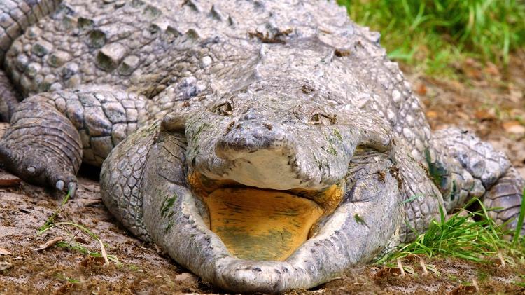 Crocodilo orinoco  - Getty Images/iStockphoto - Getty Images/iStockphoto