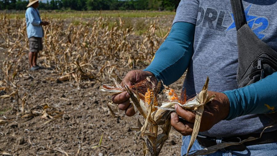 Agricultor mostra espiga de milho seca nas Filipinas, onde El Niño agrava clima e causa seca