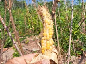 Redução do período de chuvas destrói produção de alimentos no Cerrado