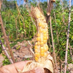 Redução do período de chuvas destrói produção de alimentos no Cerrado