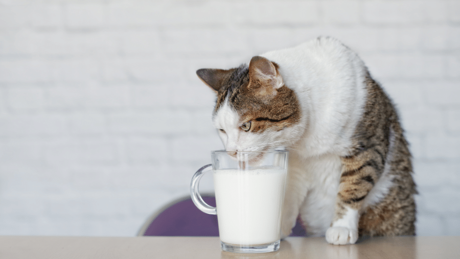Dar leite para gatos faz mal? Entenda os riscos e o que oferecer no lugar