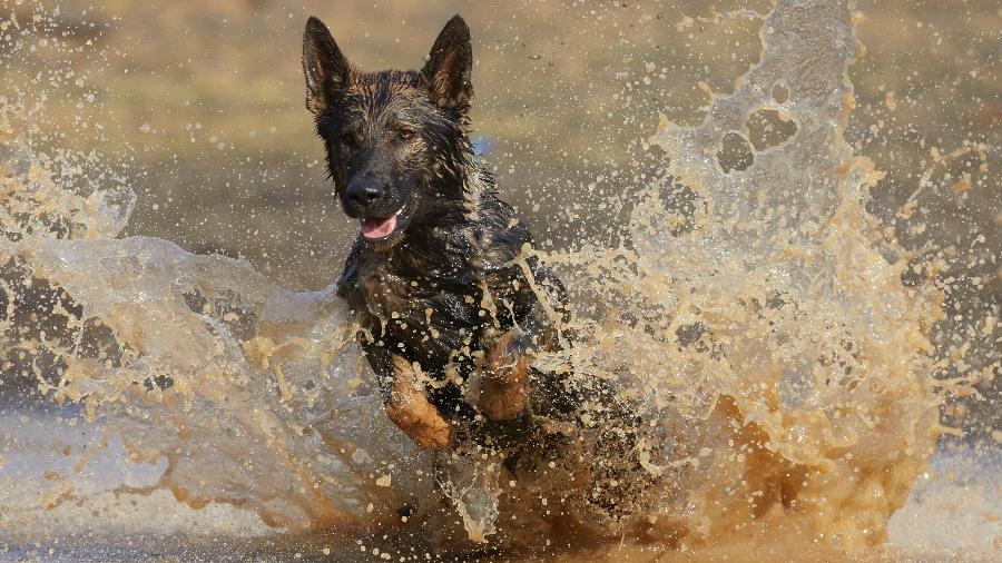Maratona de bichos fofos no Animal Planet também exibirá série "Sobre Cães e Homens" (foto) - Divulgação