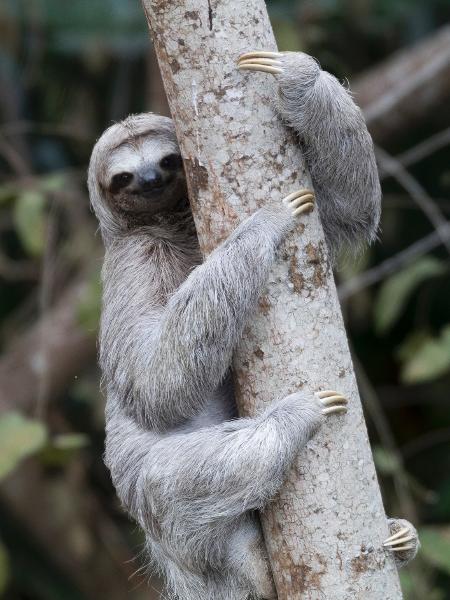 Bicho preguiça - iStock