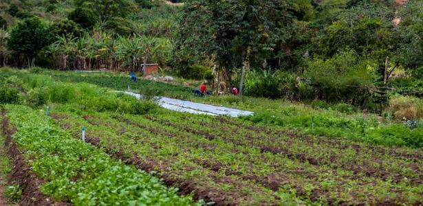 Agricultura familiar em Brejo da Madre de Deus (PE) 