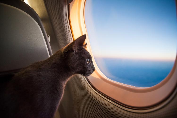 cat;  airplane - iStock/Getty Images - iStock/Getty Images