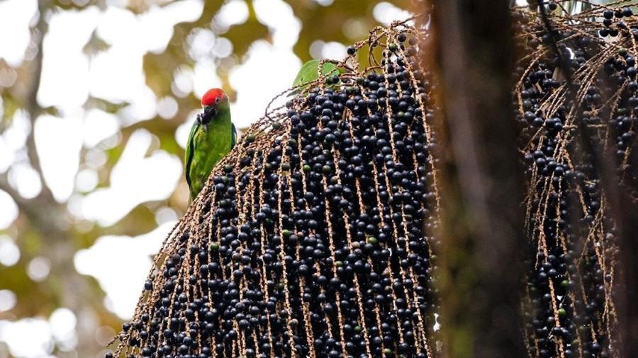 Cachos com frutos de juçara, palmeira encontrada na Mata Atlântica que alimenta mais de 50 espécies de aves - Eliza Carneiro/ Pesquisa Fapesp