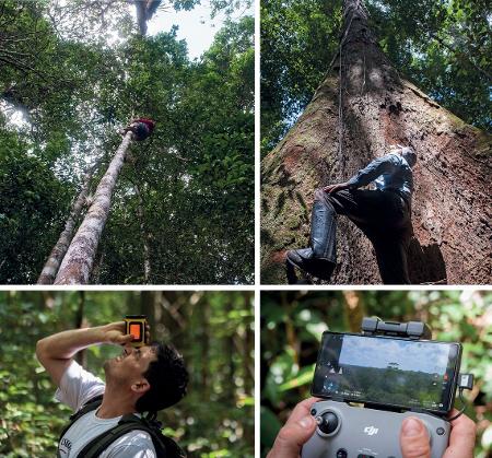 Coleta de dados: escalador usando anel de saco de farinha; Bittencourt e Oliveira medindo árvores; e drone para buscar as copas mais altas