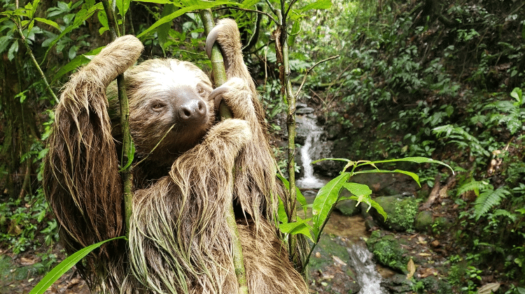 Preguiça-de-hoffman. As preguiças se alimentam principalmente de plantas e dependem totalmente das florestas para sobreviver