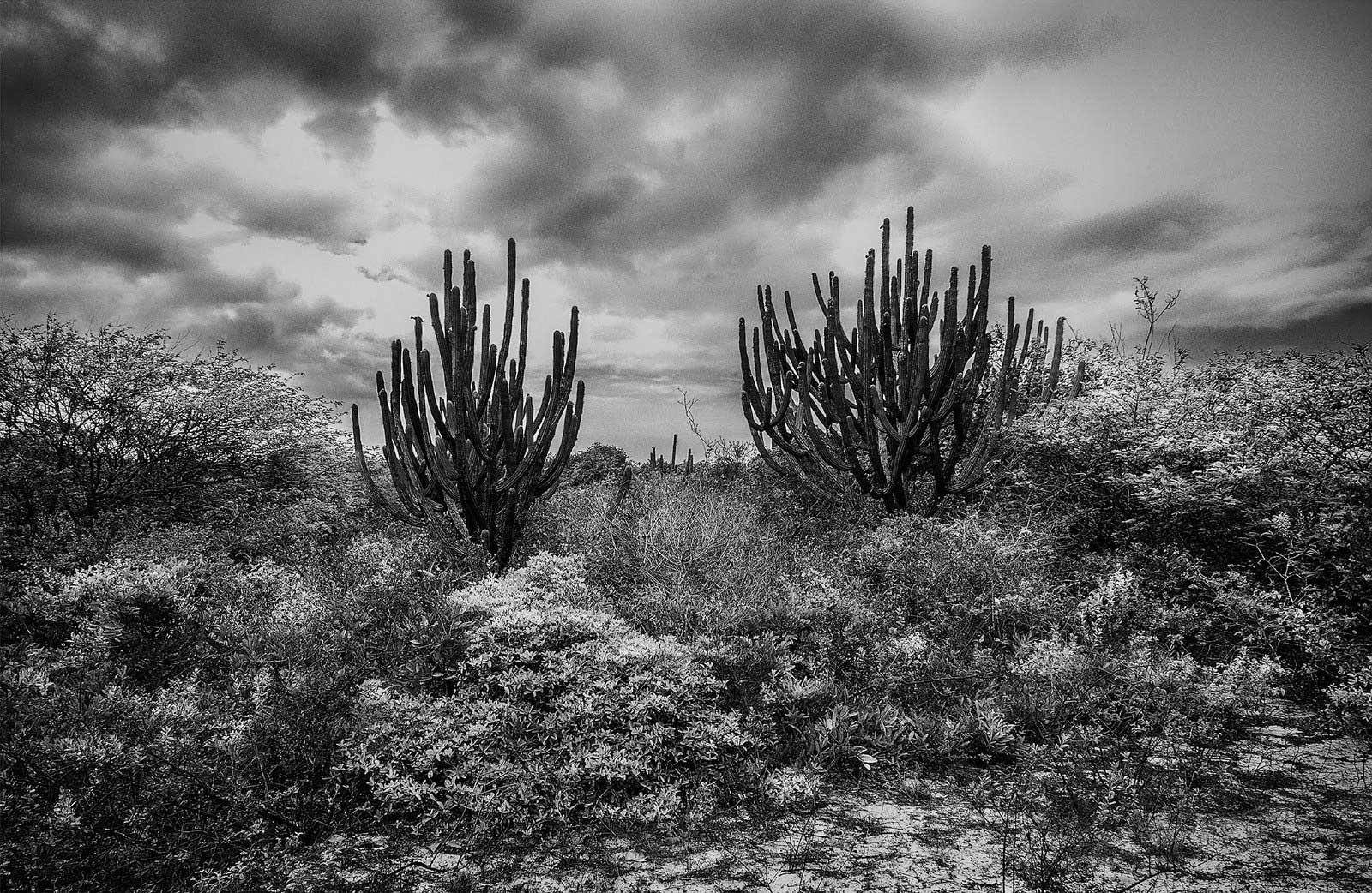 Foto de André Paoliello na ArtEEdições Galeria - Divulgação