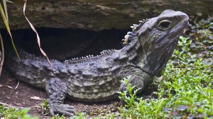 Os tuataras fazem ruídos para impedir que outros animais invadam seu território - Getty Images - Getty Images