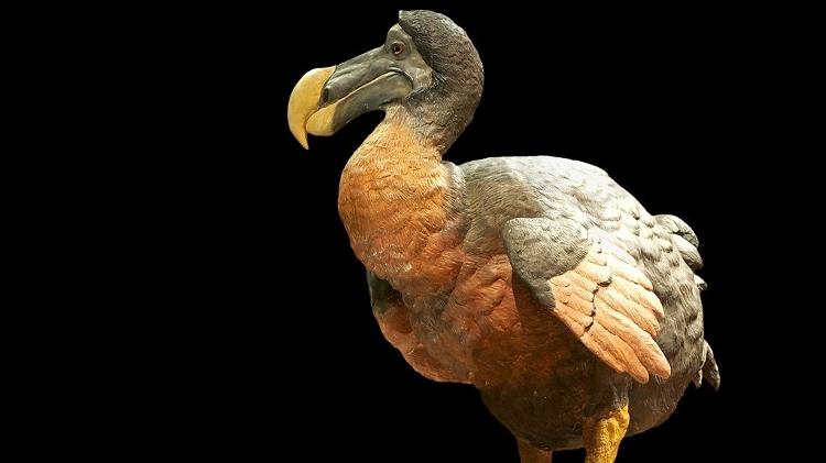 O dodô se tornou sinônimo de extinção. Será que a espécie pode realmente ser revivida? O dodô se tornou sinônimo de extinção. Será que a espécie pode realmente ser revivida?