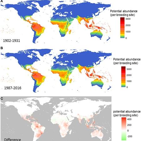 Os dois primeiros mapas acima mostram a potencial incidência do mosquito Aedes aegypti no mundo em dois momentos do século 20 (de 1902 a 1931 e de 1987 a 2016); no mapa inferior, as áreas avermelhadas revelam a diferença entre um e outro, ou seja, onde o inseto proliferou ao longo do tempo. - Liu-Helmersson  - Liu-Helmersson 