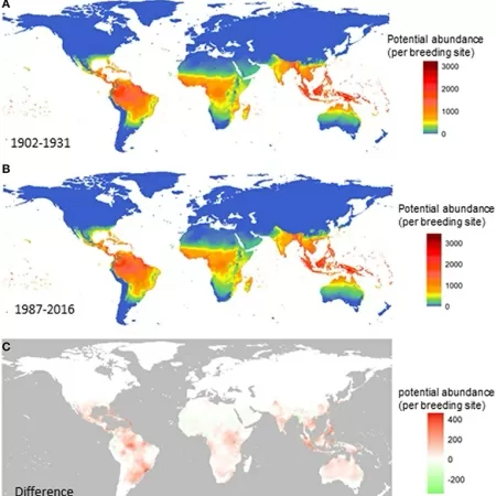 Os dois primeiros mapas acima mostram a potencial incidência do mosquito Aedes aegypti no mundo em dois momentos do século 20 (de 1902 a 1931 e de 1987 a 2016); no mapa inferior, as áreas avermelhadas revelam a diferença entre um e outro, ou seja, onde o inseto proliferou ao longo do tempo. - Liu-Helmersson  - Liu-Helmersson 