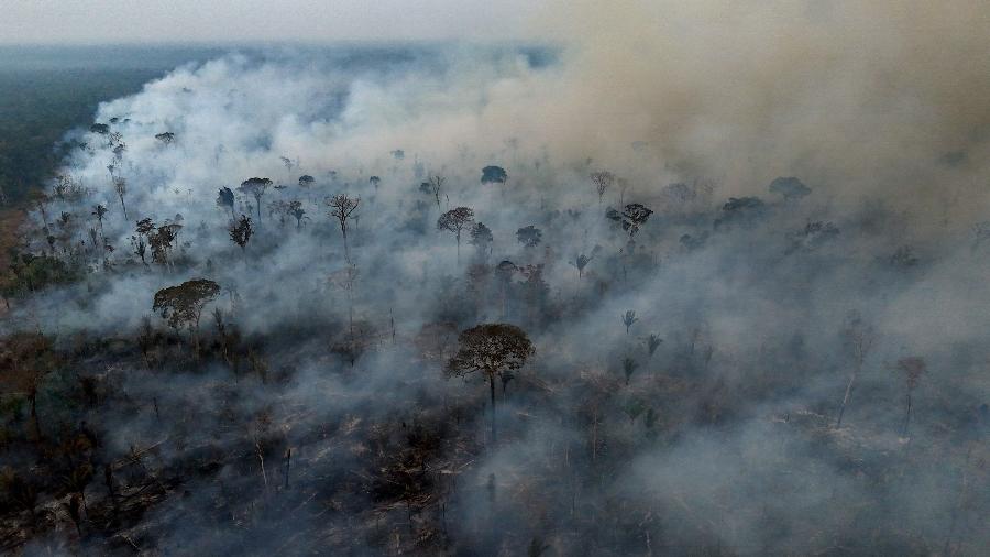 Incêndios destruíram cinco vezes mais florestas tropicais primárias no ano passado do que em 2023 Incêndios destruíram cinco vezes mais florestas tropicais primárias no ano passado do que em 2023