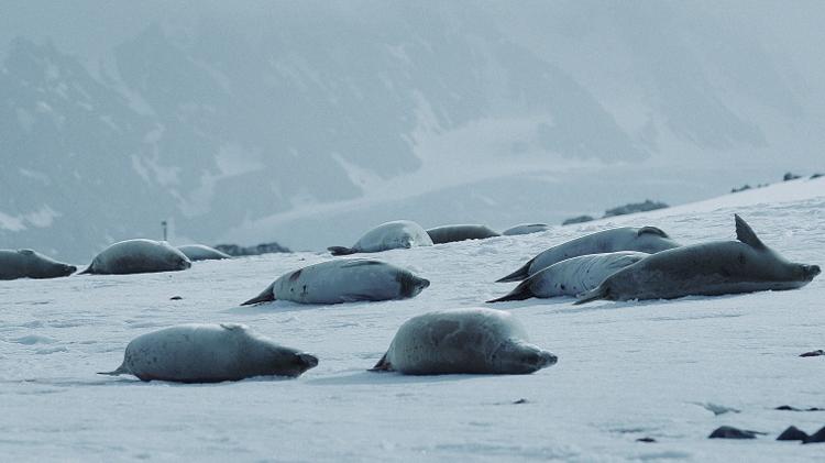 Cena de "Antártica por um Ano" - Divulgação - Divulgação