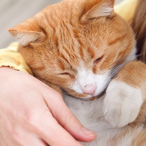 Esporotricose em gatos tem cura e posse responsável é chave para prevenção