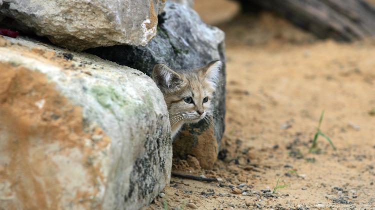 Gato do deserto - Getty Images/iStockphoto - Getty Images/iStockphoto