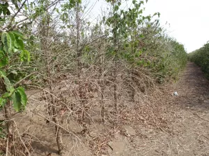 Mudanças climáticas e agricultura: de grau em grau as perdas aumentam