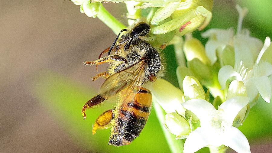 Estudo comprova que abelhas nas lavouras de soja são benéficas e não devem ser combatidas com agrotóxicos