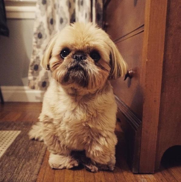 Reprodução/Instagram.com/dailydougie