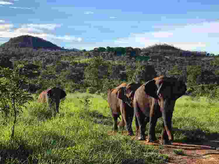 Elefantas no Santuário de Elefantes Brasil, na Chapada dos Guimarães, no Mato Grosso - Divulgação - Divulgação