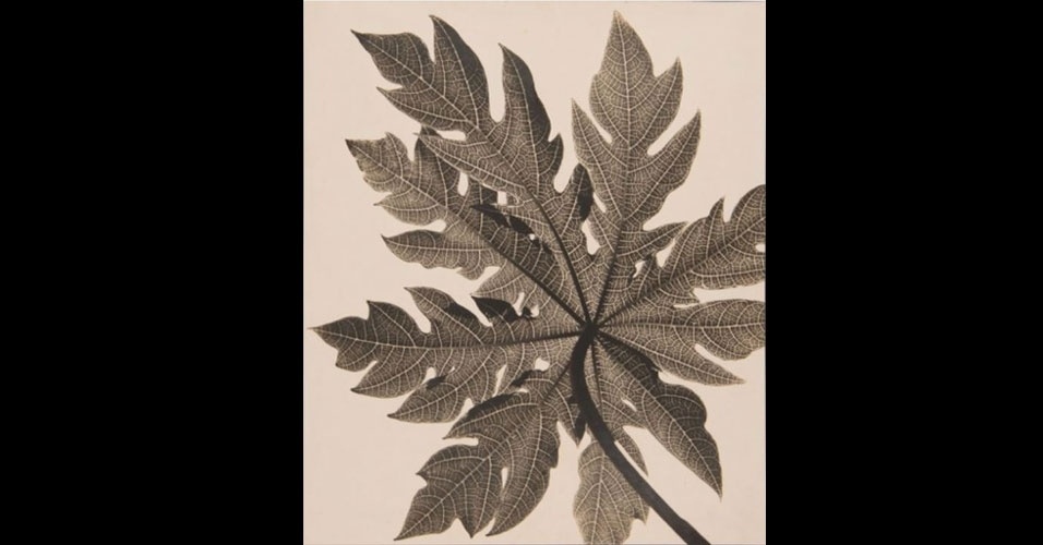 Brasileiros no MoMA - Gertrudes Altschul 02 - Divulgação